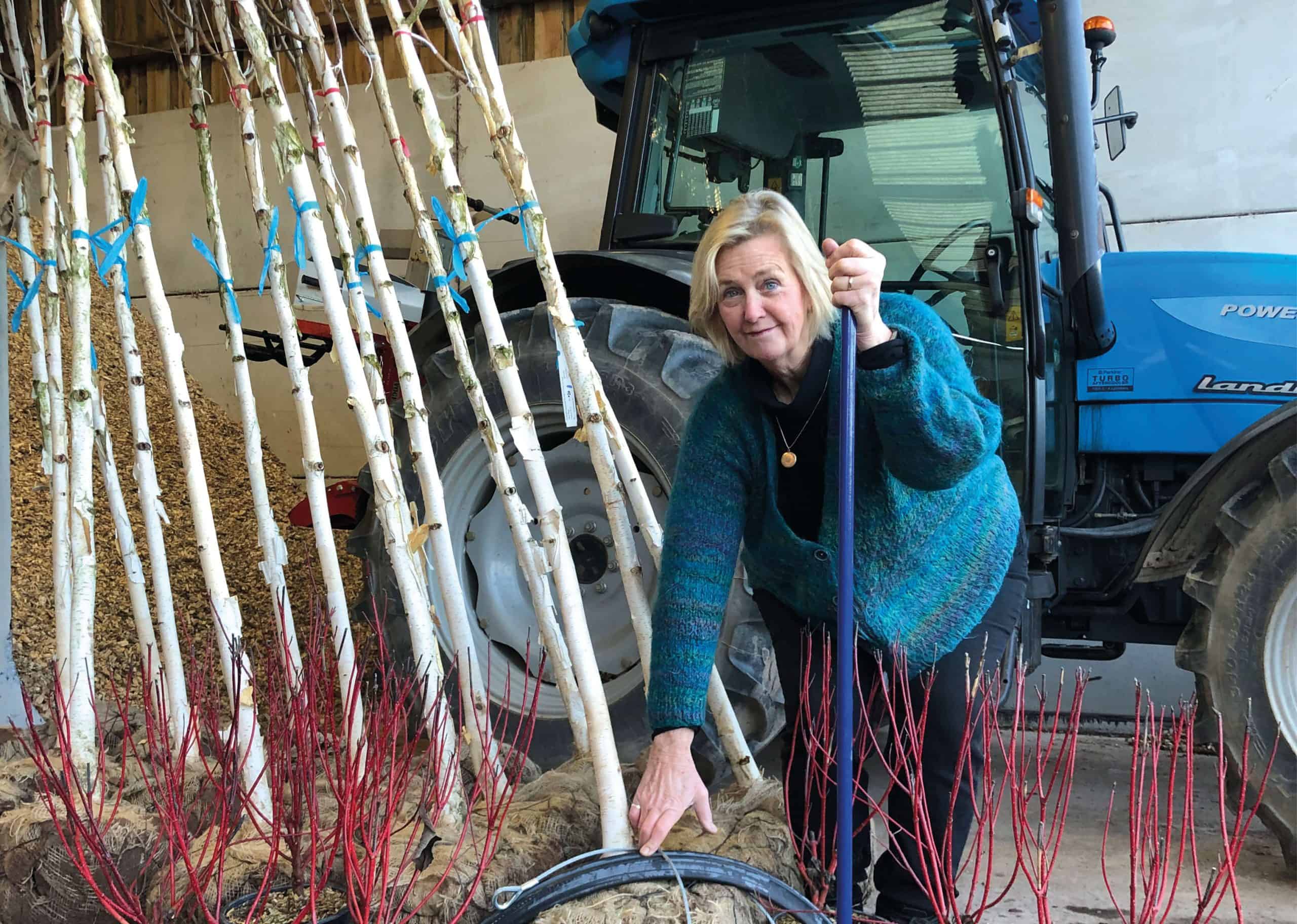 Brenda Huggons of Albion Plants in North Devon standing by Himalayan Birch trees with root balls.